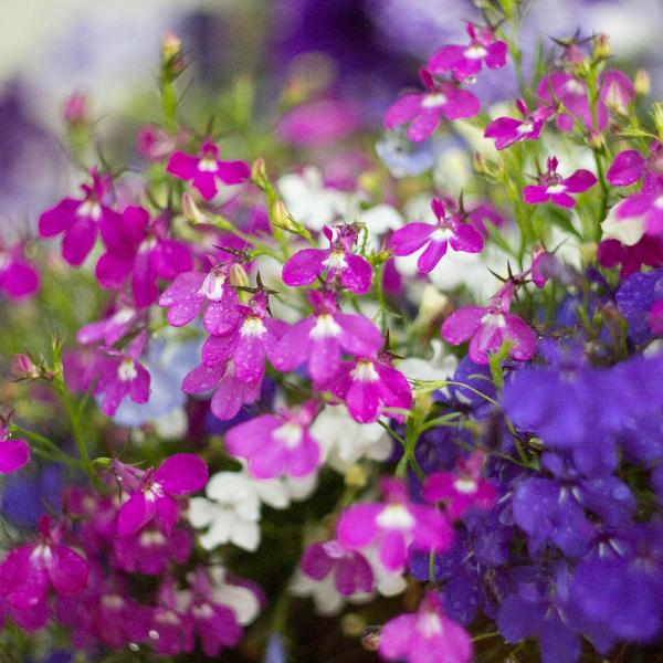 Lobelia- String of Pearls